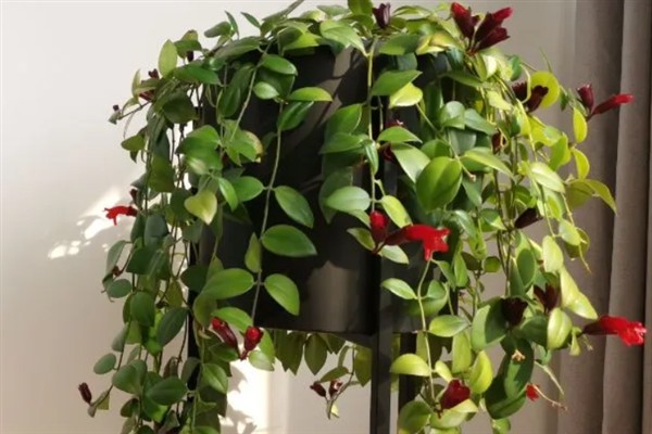 口红吊兰一年开多少次花,一年有且仅开1次花