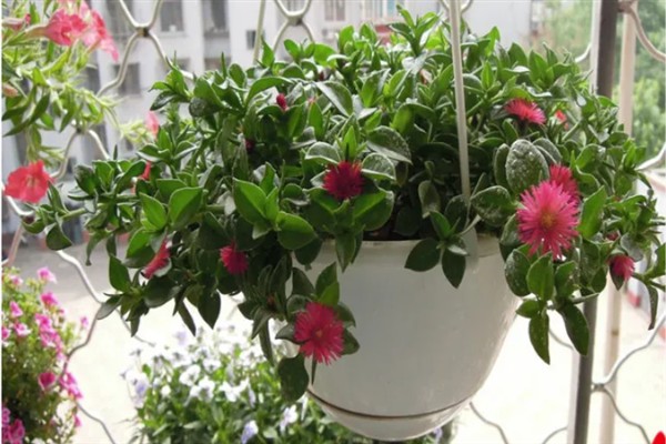 口红吊兰一年开多少次花,一年有且仅开1次花