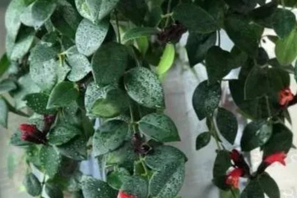 口红吊兰一年开多少次花,一年有且仅开1次花