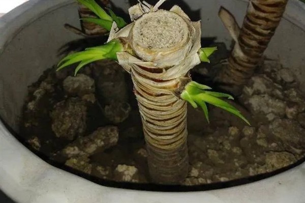 龙须树的浇水间隔，春季每隔2-4天浇一次