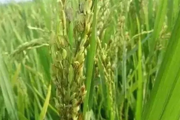 水稻出现黑粒的原因，主要是发育不良、氮肥过量、感染病害导致