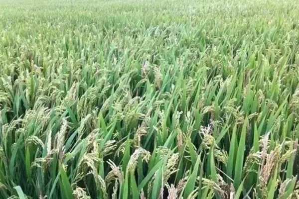 水稻出现黑粒的原因，主要是发育不良、氮肥过量、感染病害导致