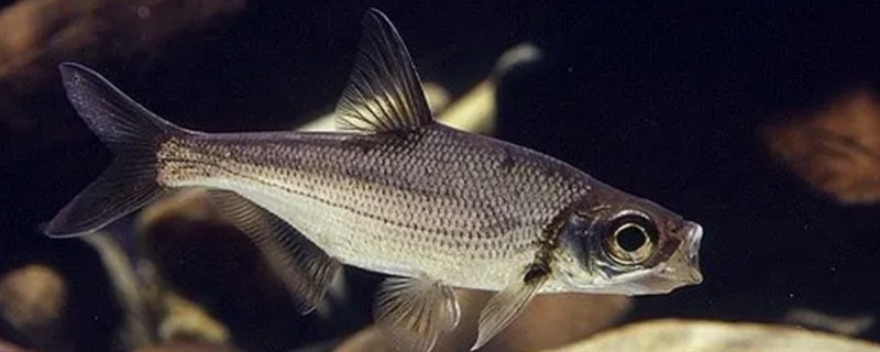 又像鳊鱼又像翘嘴的是哪种鱼,是大眼华鳊