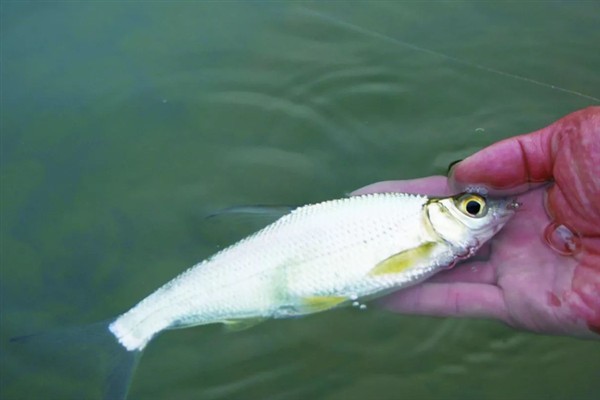 又像鳊鱼又像翘嘴的是哪种鱼,是大眼华鳊