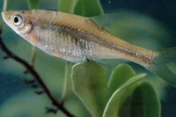 又像鳊鱼又像翘嘴的是哪种鱼,是大眼华鳊