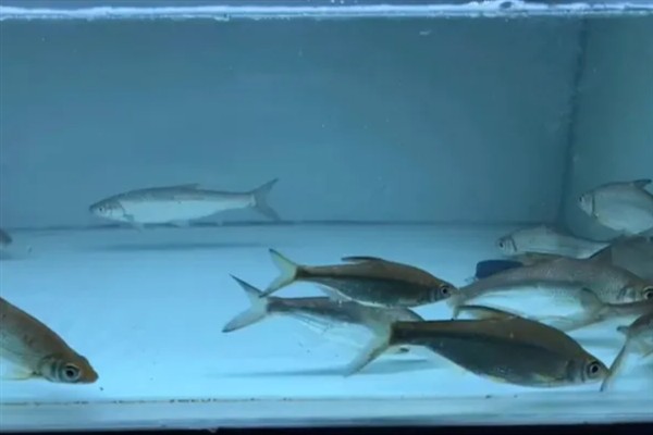 又像鳊鱼又像翘嘴的是哪种鱼,是大眼华鳊