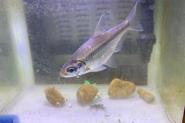 又像鳊鱼又像翘嘴的是哪种鱼,是大眼华鳊