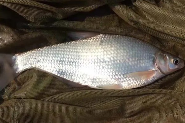 又像鳊鱼又像翘嘴的是哪种鱼,是大眼华鳊