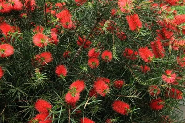 红千层是不是吉祥花，红千层是吉祥花