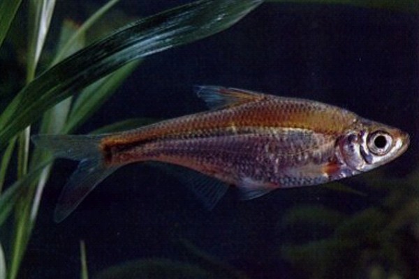 又像鳊鱼又像翘嘴的是哪种鱼,是大眼华鳊