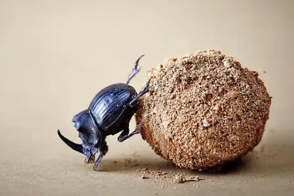 蜣螂是不是屎壳郎，这两种昆虫是同类
