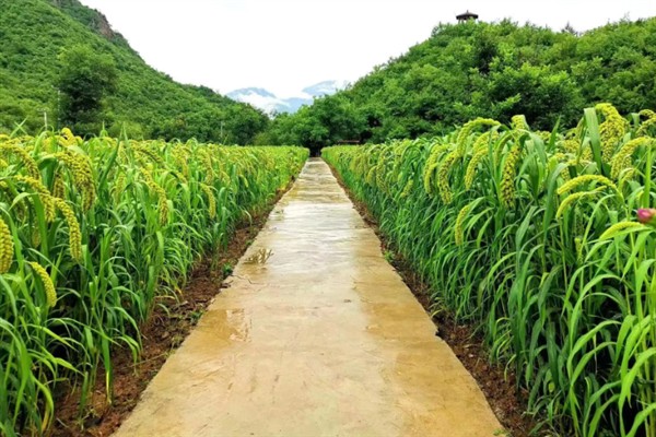 谷子的亩产量，在500-1300斤之间