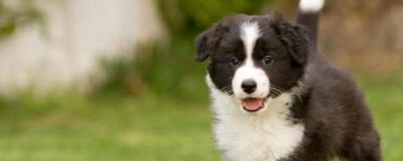 犬猫重症肌无力的症状，主要表现为全身性肌无力