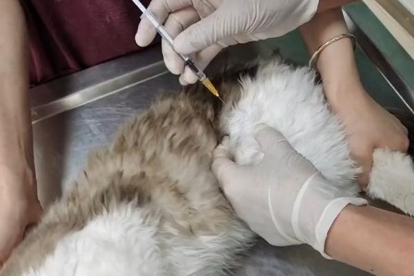 犬猫重症肌无力的症状，主要表现为全身性肌无力