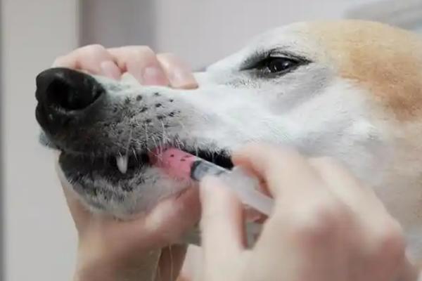 犬猫重症肌无力的症状，主要表现为全身性肌无力