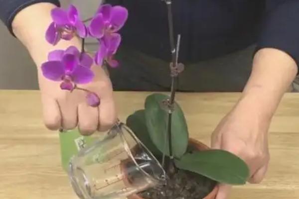 刚栽的蝴蝶兰要不要浇水，需要浇水