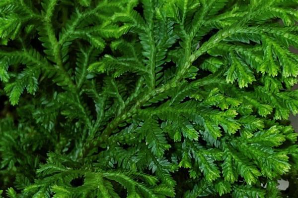 有哪些奇特的植物，有卷柏、猪笼草等