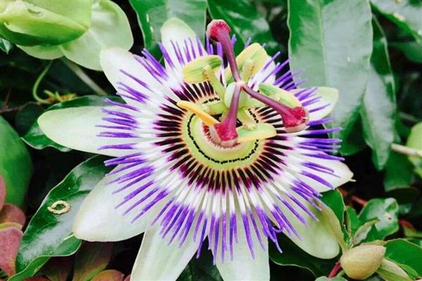有哪些奇特的植物，有卷柏、猪笼草等