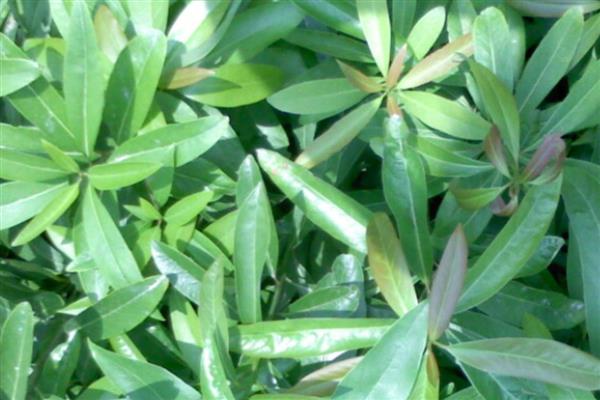 有哪些奇特的植物，有卷柏、猪笼草等