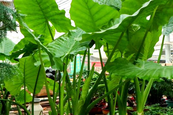 有哪些奇特的植物，有卷柏、猪笼草等
