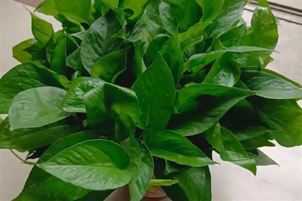 有哪些奇特的植物，有卷柏、猪笼草等