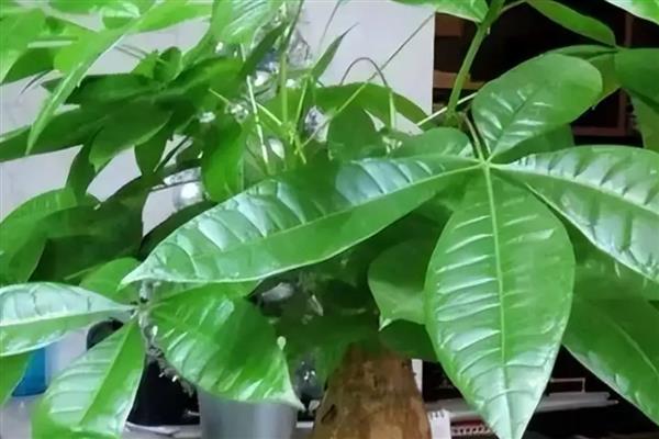 有哪些奇特的植物，有卷柏、猪笼草等