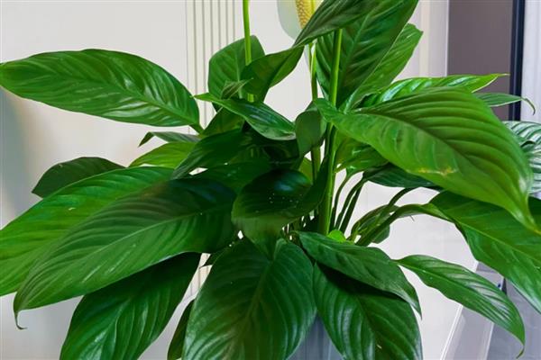 有哪些奇特的植物，有卷柏、猪笼草等