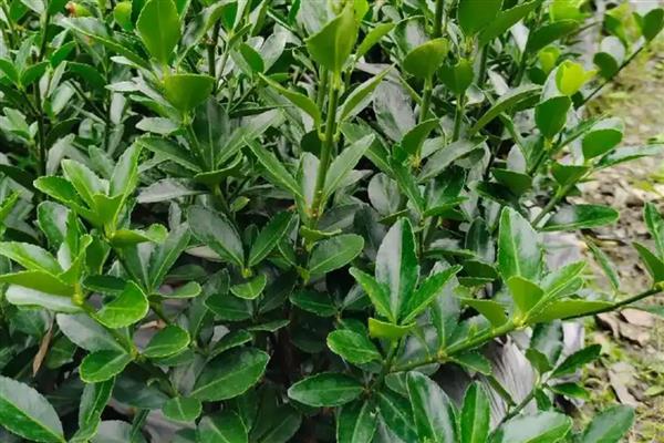 有哪些奇特的植物，有卷柏、猪笼草等