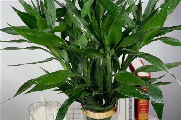 有哪些奇特的植物，有卷柏、猪笼草等