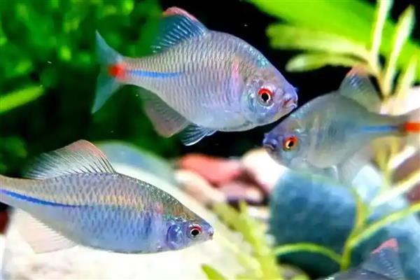 鳑鲏鱼的养殖方法，将水温保持在14-28℃