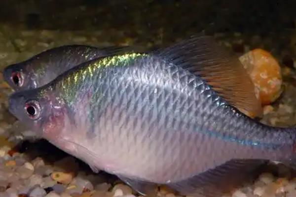 鳑鲏鱼的养殖方法，将水温保持在14-28℃