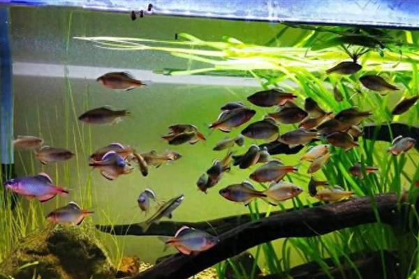 鳑鲏鱼的养殖方法，将水温保持在14-28℃