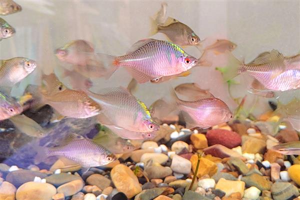 鳑鲏鱼的养殖方法，将水温保持在14-28℃