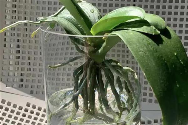 蝴蝶兰不长花剑怎么处理，要控制好温差并适当施肥