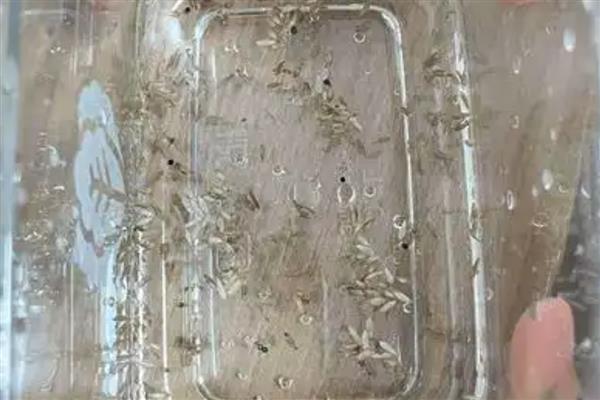 生菜种子的处理方法，浸种后进行低温催芽