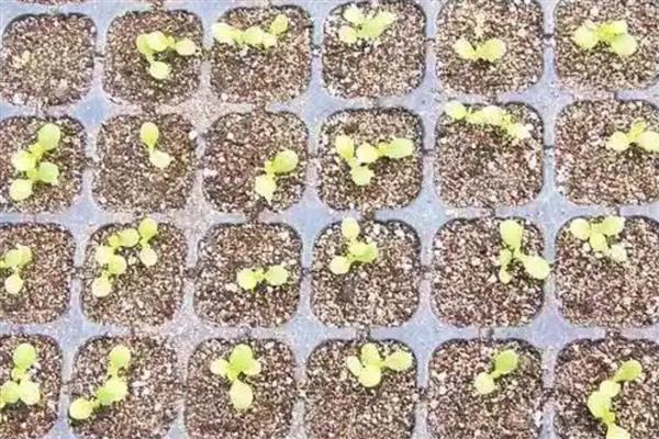 生菜种子的处理方法，浸种后进行低温催芽