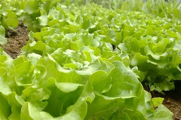 生菜种子的处理方法，浸种后进行低温催芽