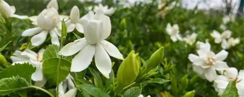 春天养殖枙子花的方法，春秋季节每隔3天浇一次水