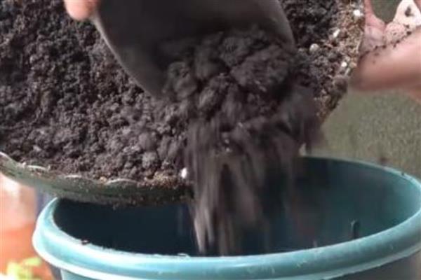 春天养殖枙子花的方法，春秋季节每隔3天浇一次水