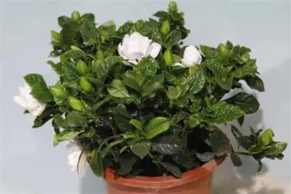 春天养殖枙子花的方法，春秋季节每隔3天浇一次水