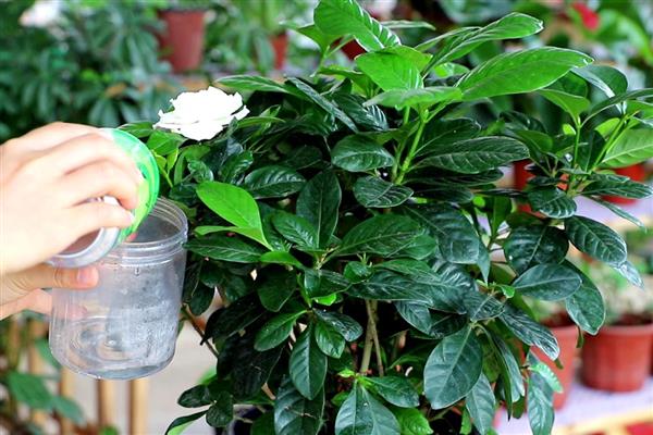 春天养殖枙子花的方法，春秋季节每隔3天浇一次水
