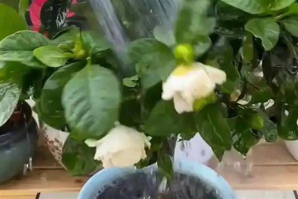 春天养殖枙子花的方法，春秋季节每隔3天浇一次水