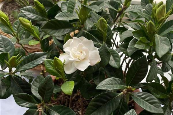 春天养殖枙子花的方法，春秋季节每隔3天浇一次水