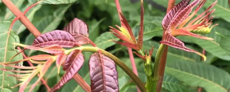 香椿树种子的外形特点，长2-3.5厘米