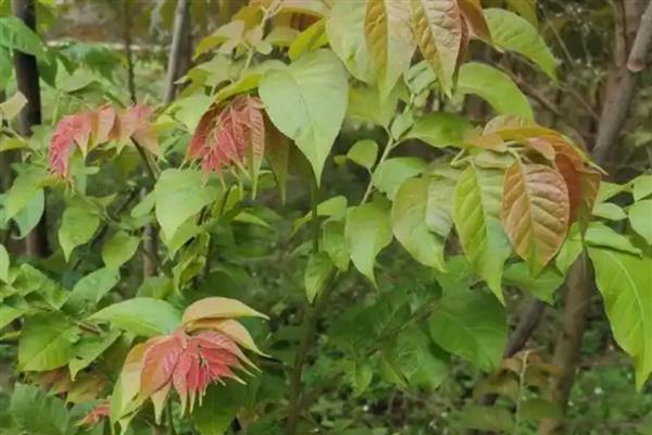 香椿树种子的外形特点，长2-3.5厘米