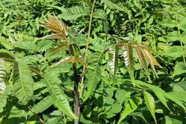 香椿树种子的外形特点，长2-3.5厘米