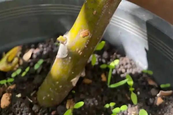 香椿树种子的外形特点，长2-3.5厘米