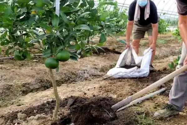如何正确施用多元素D型复混肥，不同作物的使用方法不同