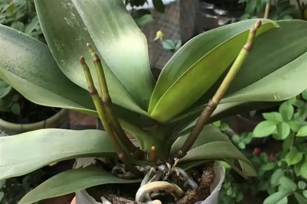 蝴蝶兰不长花剑怎么处理，要控制好温差并适当施肥