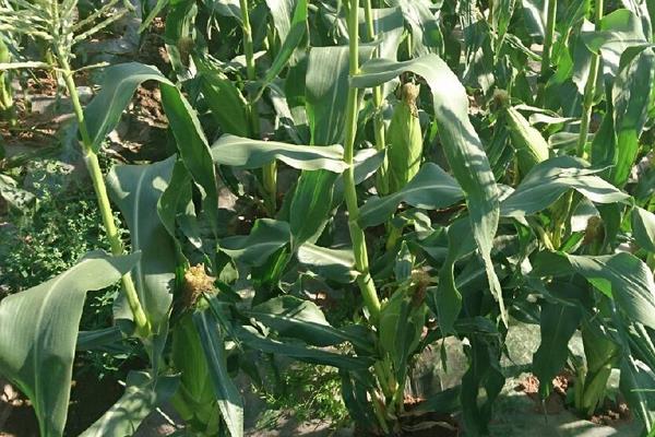 穗珍8号玉米品种的特性,田间表现高抗茎腐病